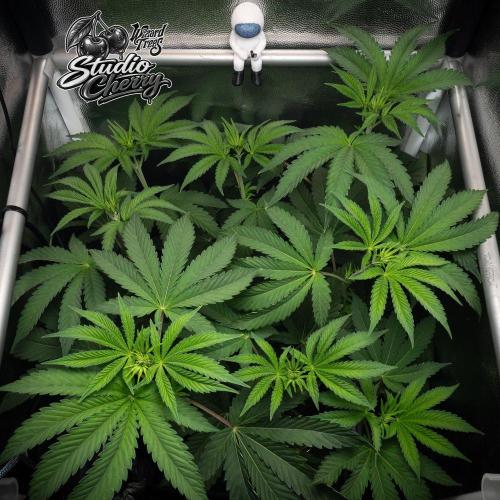 Studio Cherry - Wizard Trees. Week 5