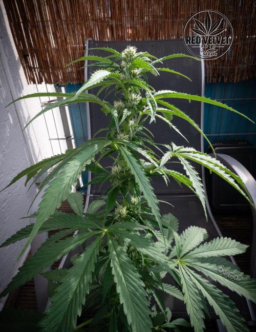 Red Velvet Auto. Week 7