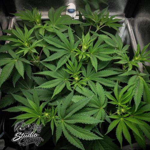 Studio Cherry - Wizard Trees. Week 6