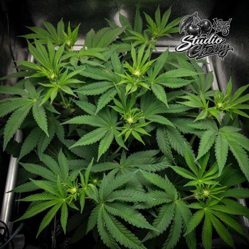 Studio Cherry - Wizard Trees. Week 6