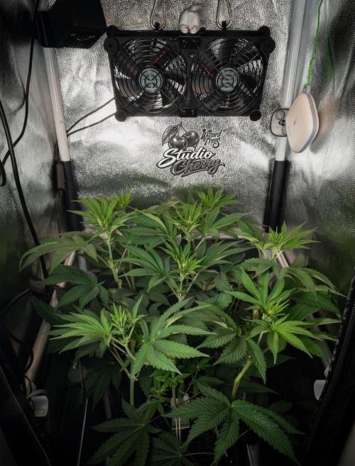 Studio Cherry - Wizard Trees. Week 6
