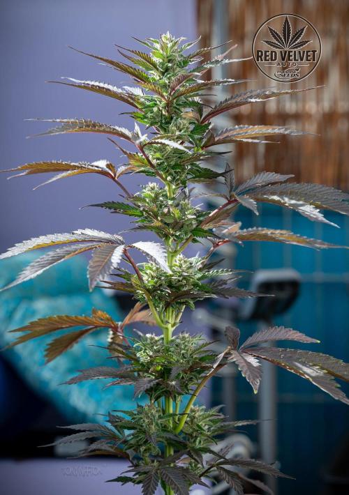 Red Velvet Auto - Paradise Seeds. Week 9