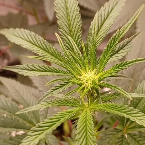 rainbow belts 2.0 grow Fall 2025