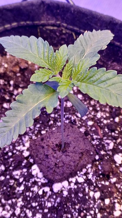 blueberry cem Fall 2025. Week 2