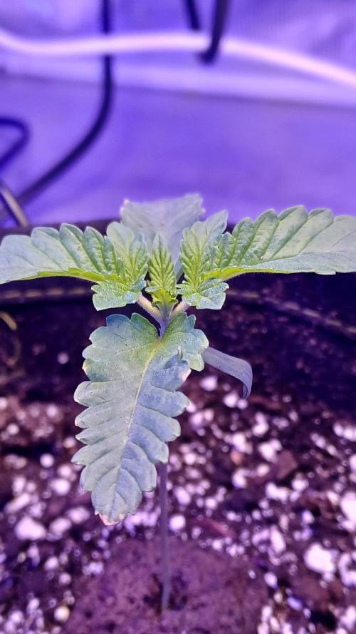 blueberry cem Fall 2025. Week 2