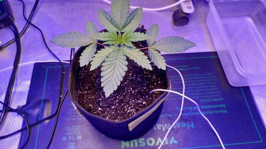 blueberry cem Fall 2025. Week 3