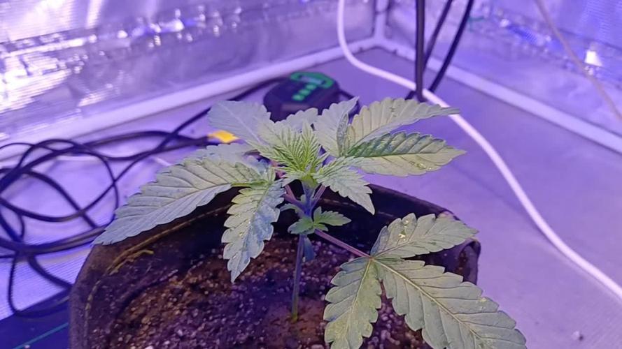 blueberry cem Fall 2025