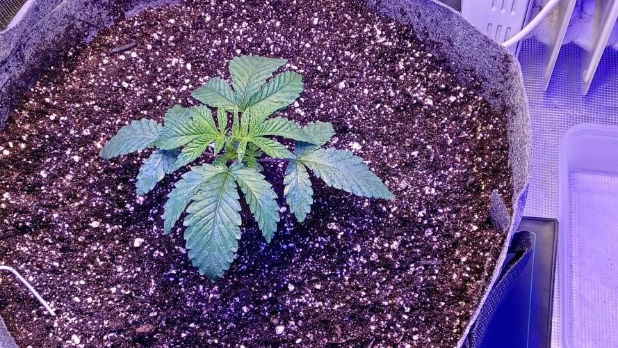 blueberry cem Fall 2025. Week 4 - new home