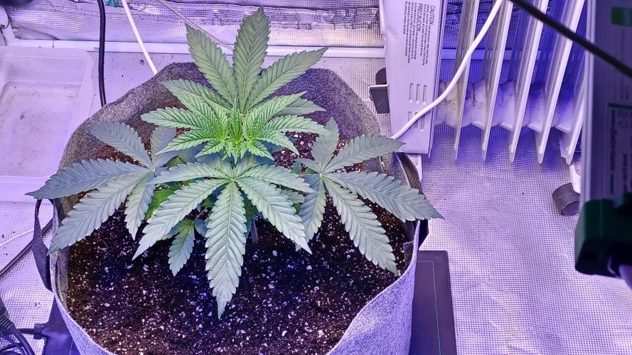 blueberry cem Fall 2025. Week 4