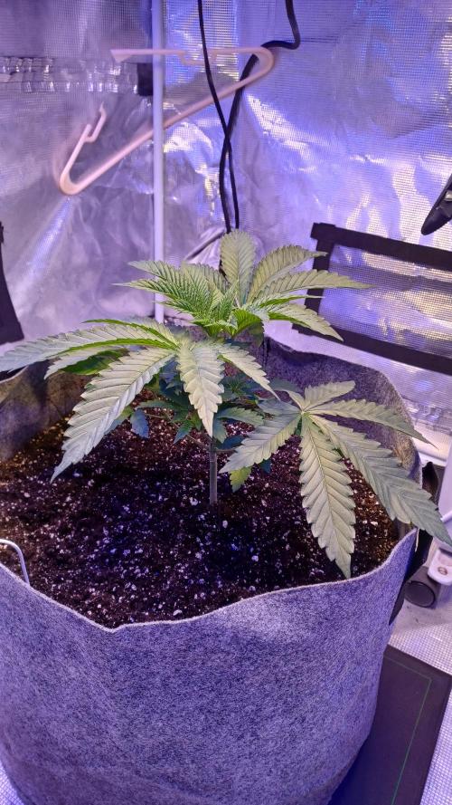 blueberry cem Fall 2025. Week 4