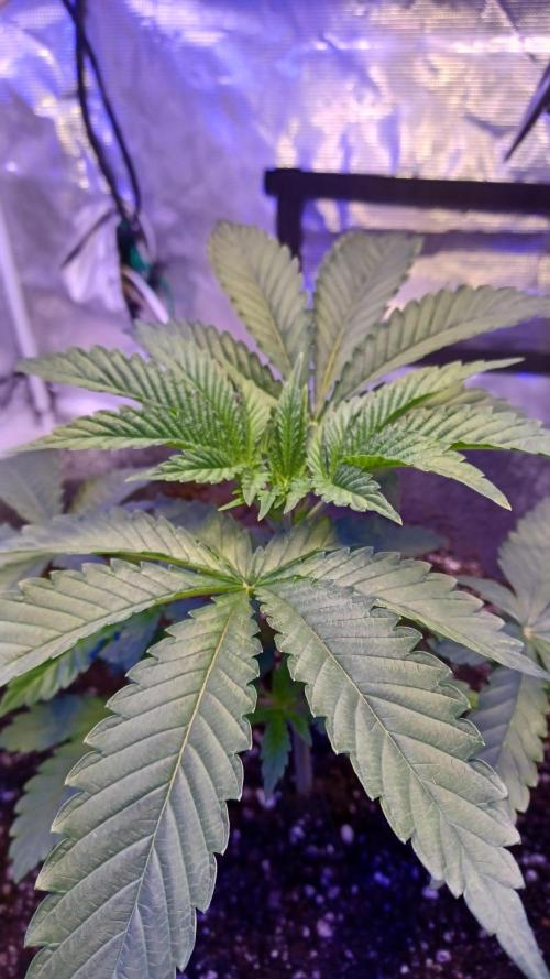 blueberry cem Fall 2025. Week 4