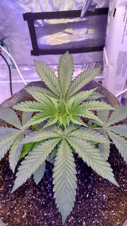 blueberry cem Fall 2025. Week 4