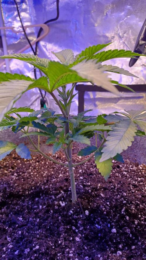 blueberry cem Fall 2025. Week 4