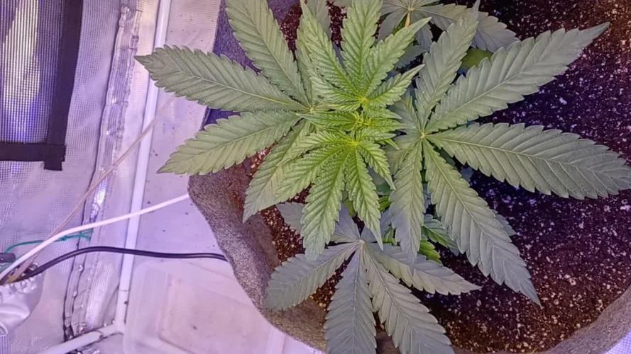 blueberry cem Fall 2025