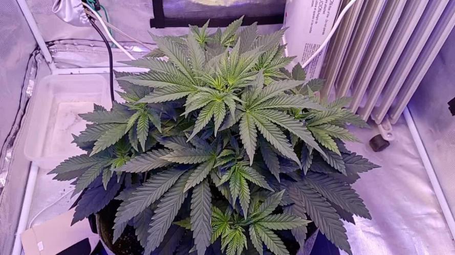 blueberry cem Fall 2025