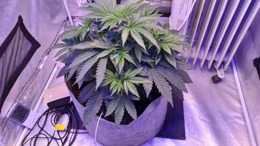 blueberry cem Fall 2025. Week 5