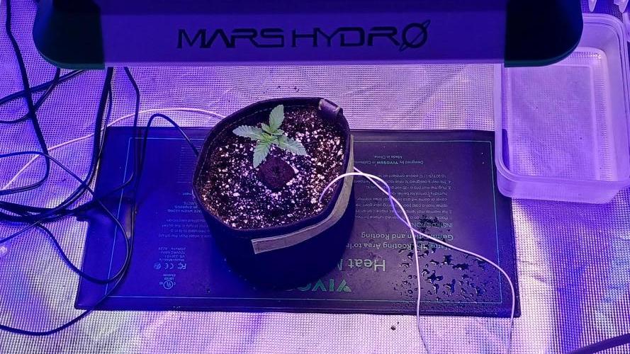 blueberry cem Fall 2025. Week 2