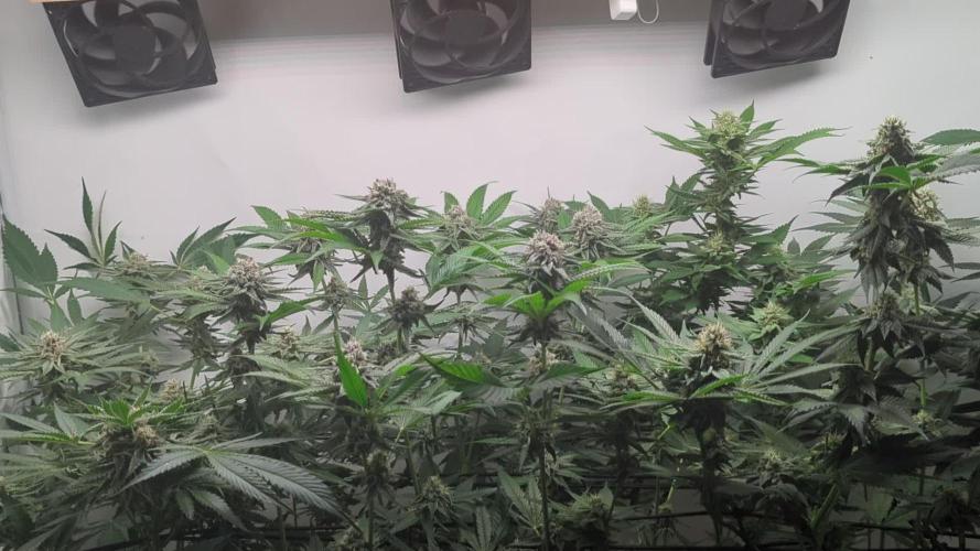 All star round with Biotabs