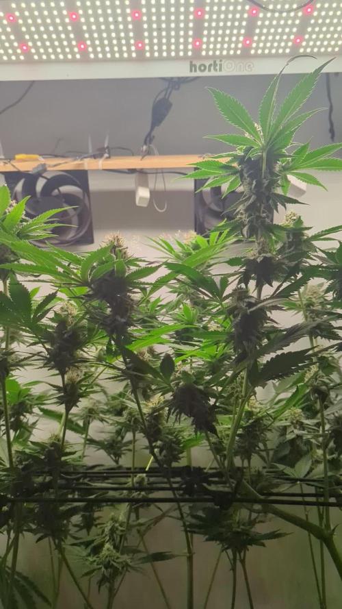 All star round with Biotabs