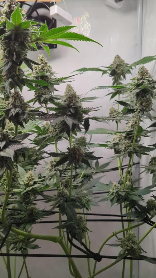 All star round with Biotabs