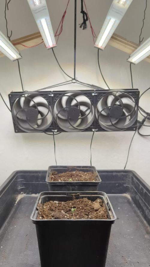 Autoflower Interlude