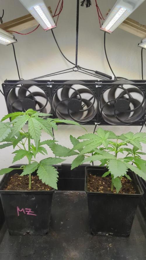 Autoflower Interlude