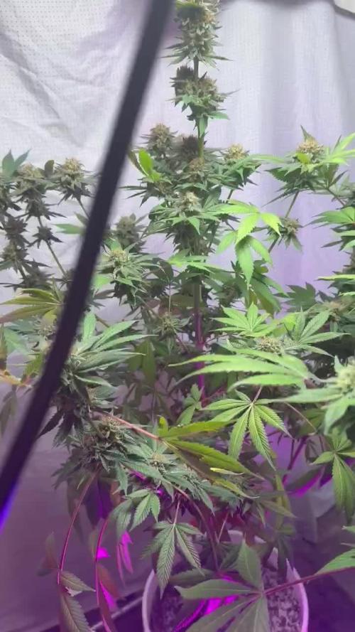 WHAM & PURPLE KUSH FLOWERING