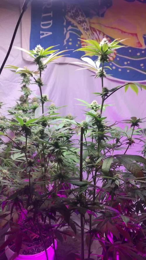 WHAM & PURPLE KUSH FLOWERING