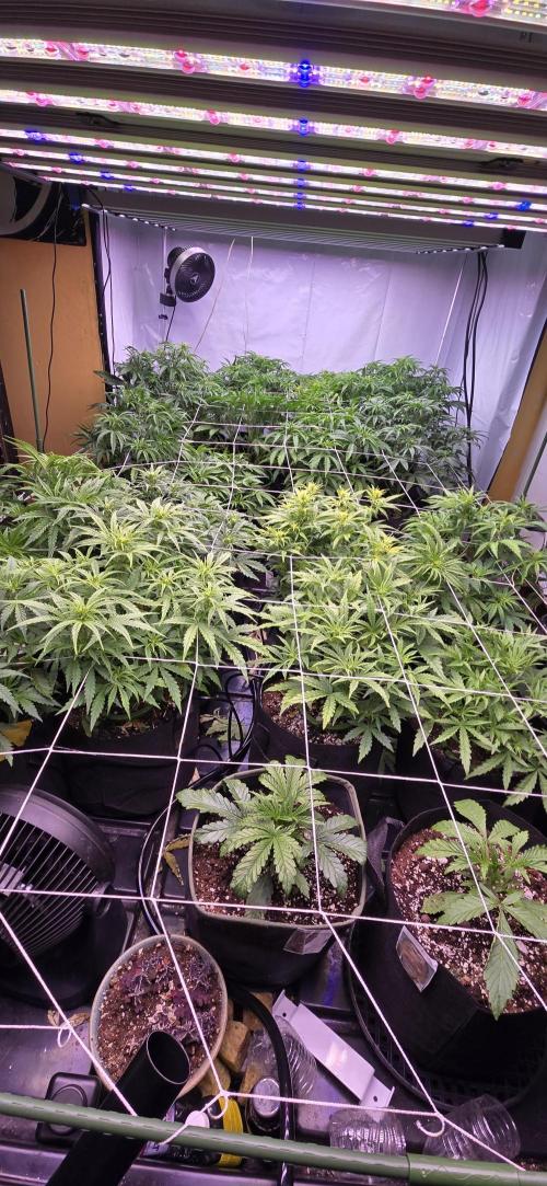 The Gas Chamber. Week 3