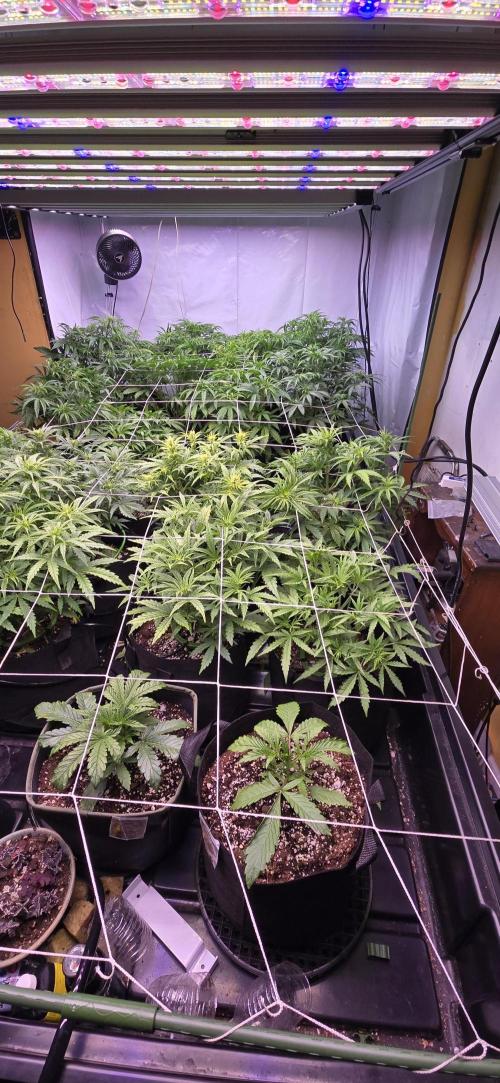 The Gas Chamber. Week 3