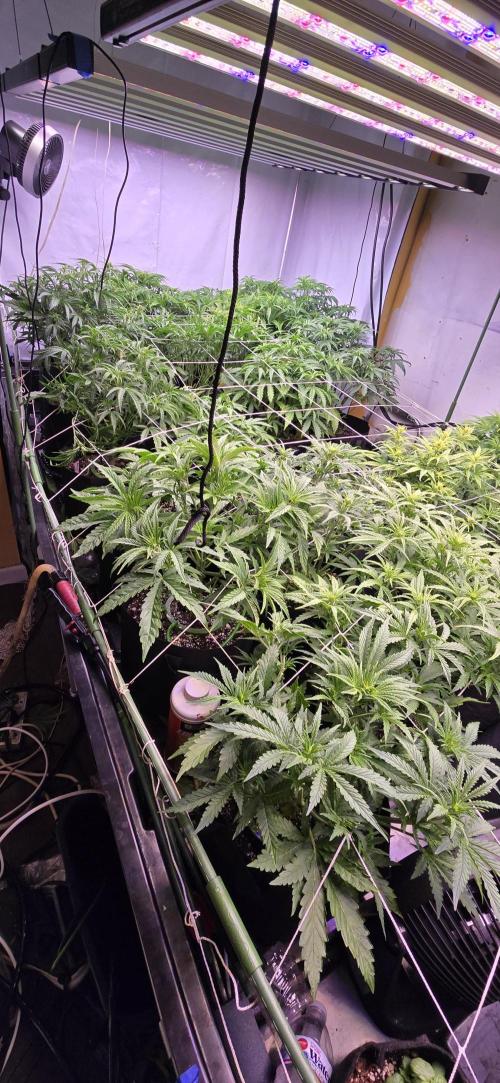 The Gas Chamber. Week 3