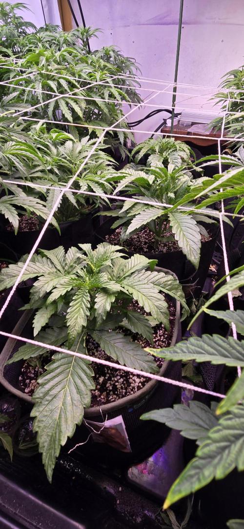 The Gas Chamber. Week 3