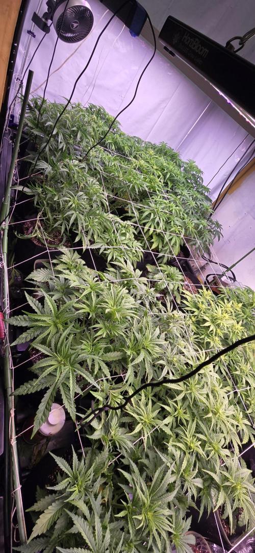 The Gas Chamber. Week 3