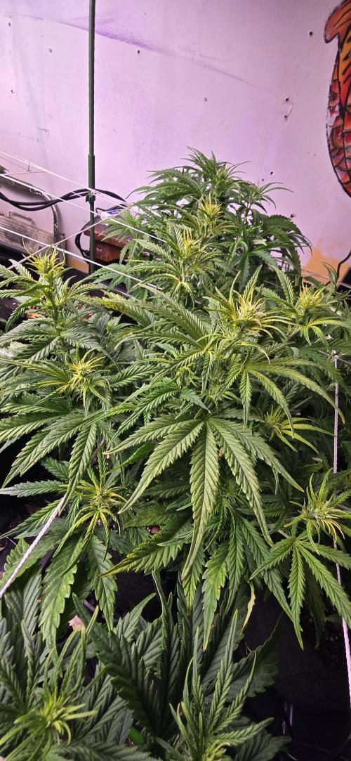 The Gas Chamber. Week 3