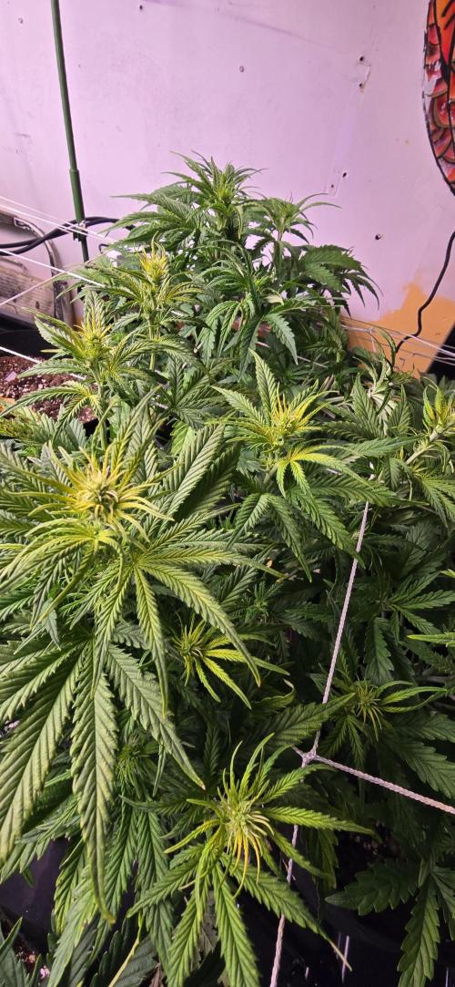 The Gas Chamber. Week 3 - Same plant with the brow spots on the leaves... please help if you can