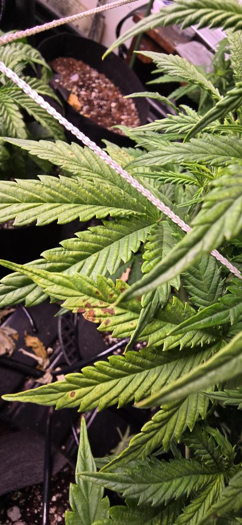 The Gas Chamber. Week 3