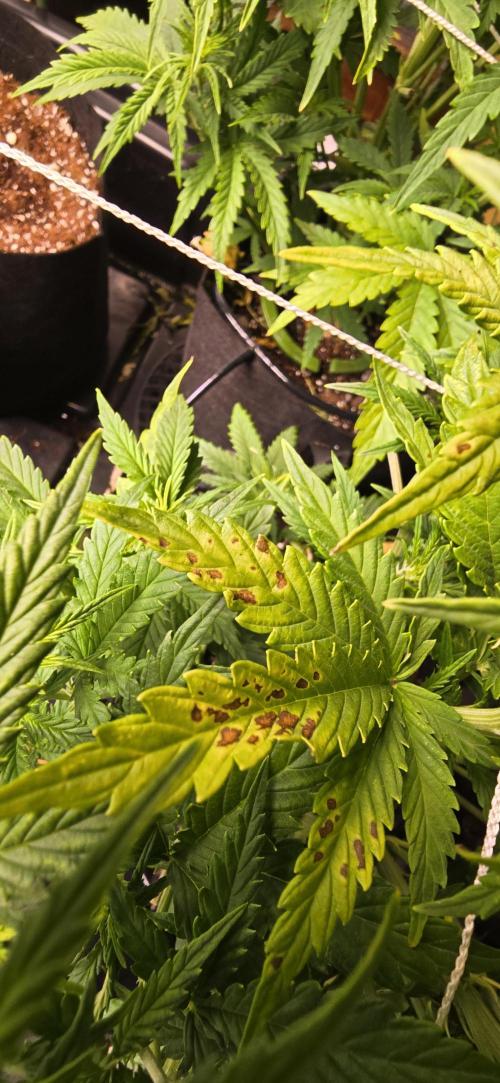 The Gas Chamber. Week 3 - If anyone knows what this is please let me know 