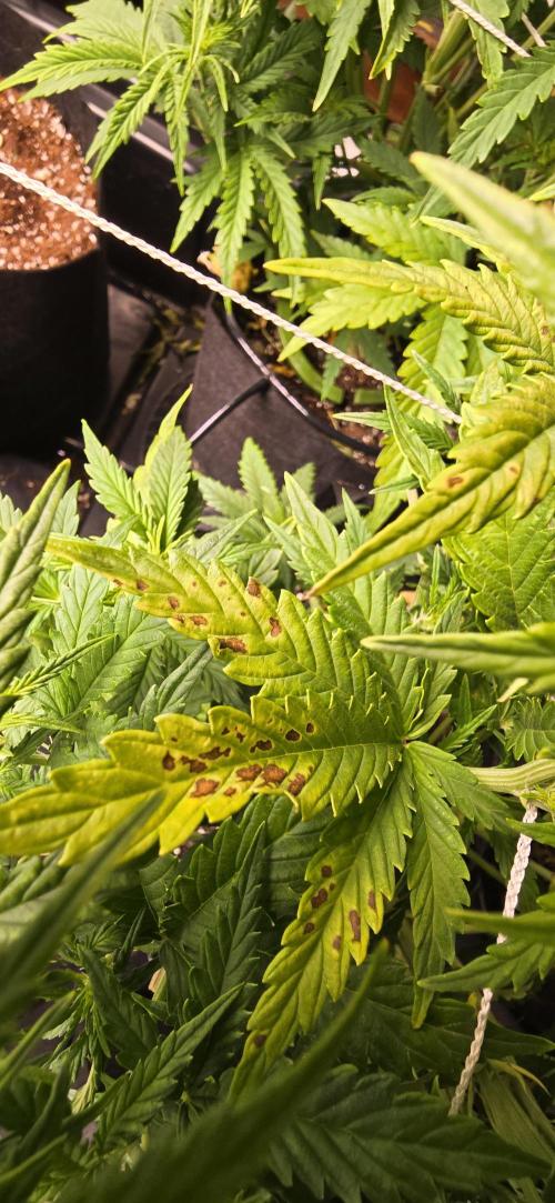 The Gas Chamber. Week 3