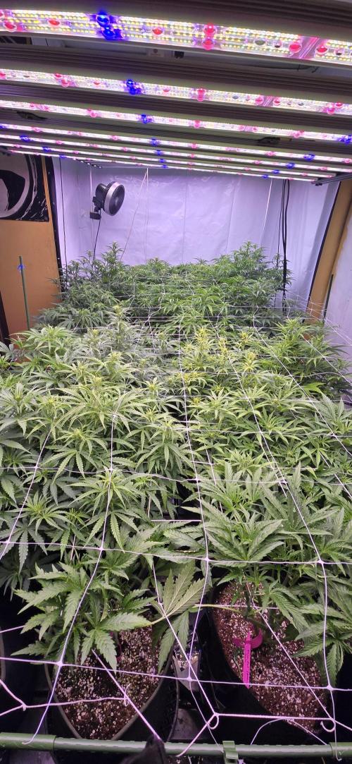 The Gas Chamber. Week 4