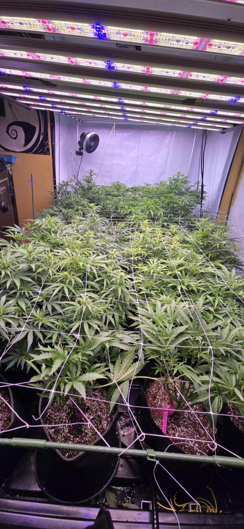 The Gas Chamber. Week 4