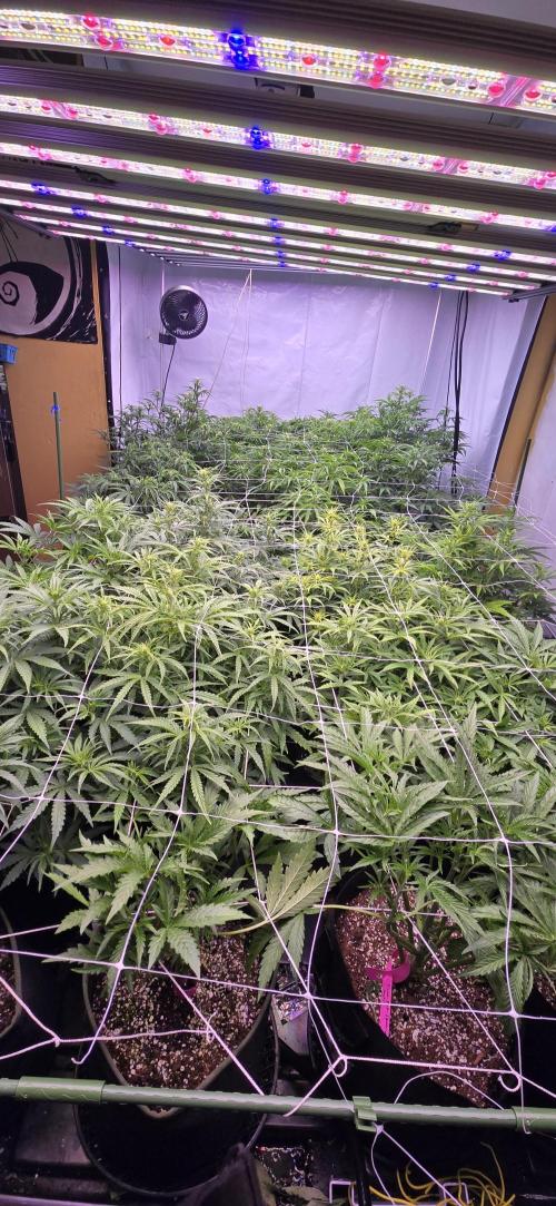 The Gas Chamber. Week 4