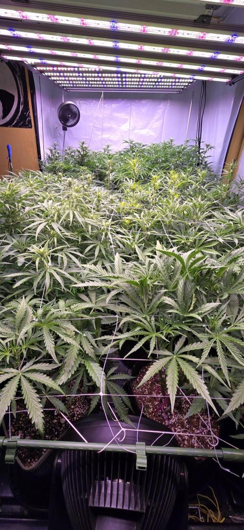 The Gas Chamber. Week 5