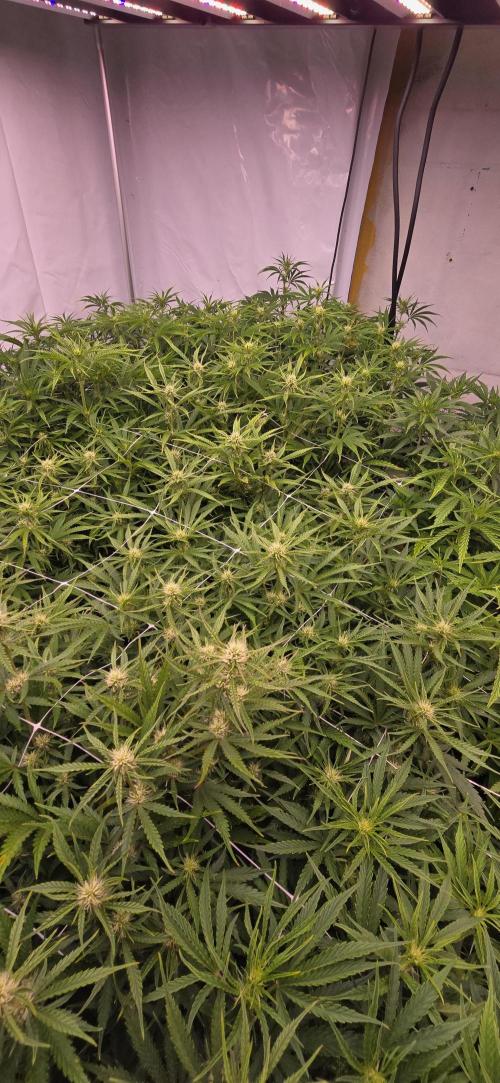 The Gas Chamber. Week 5