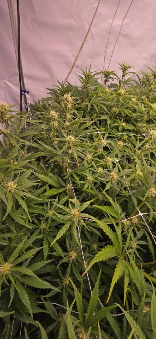 The Gas Chamber. Week 5