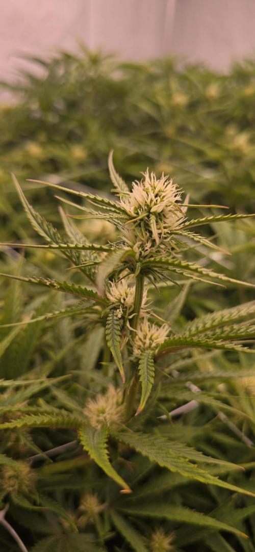 The Gas Chamber. Week 5