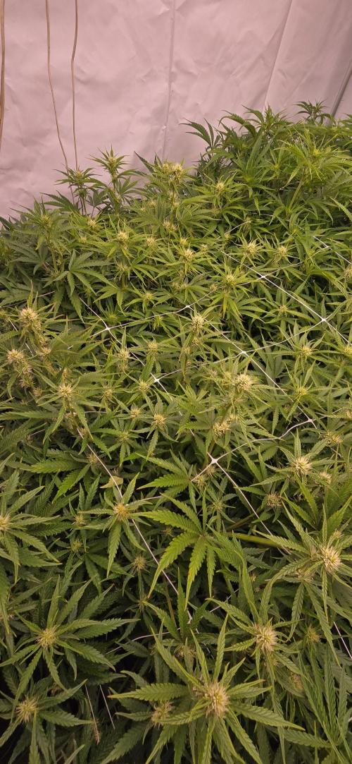 The Gas Chamber. Week 5