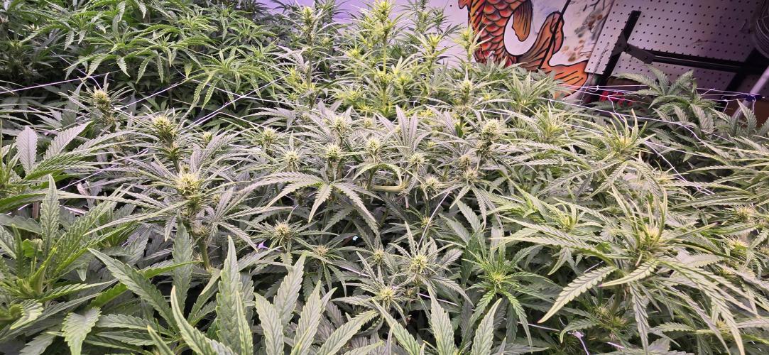 The Gas Chamber. Week 5