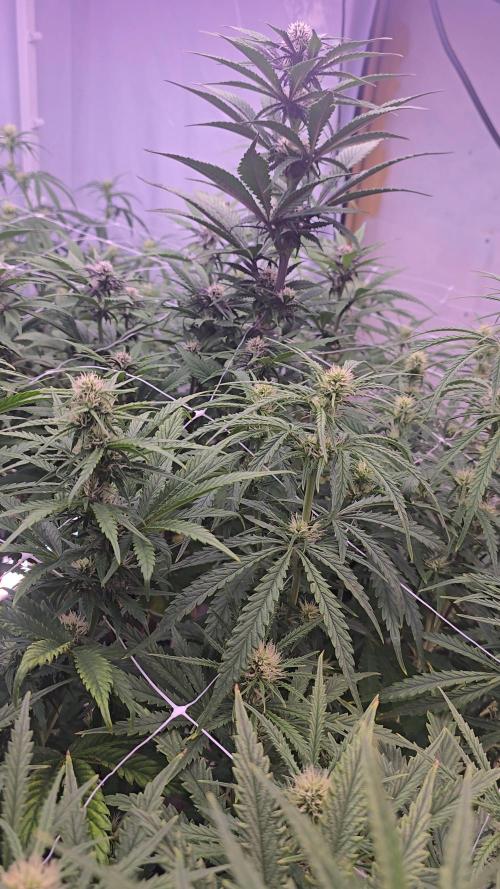 The old office. Week 2