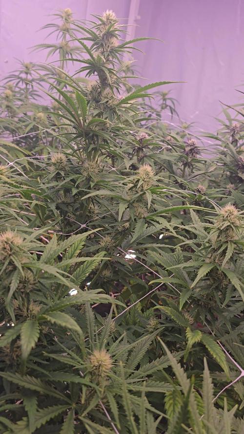 The old office. Week 2