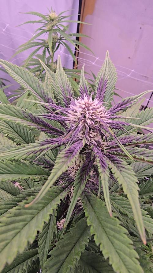 The old office. Week 2